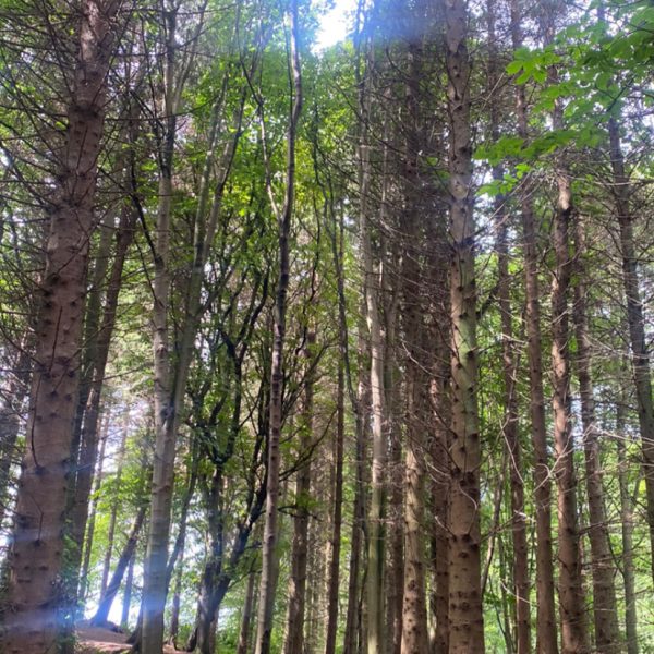 wood through the trees